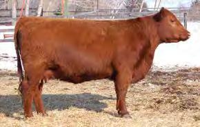 54 Package of 3 embryos Red Lazy MC Sparkle 2U x Red Ter-Ron Parker 34A Red Lazy MC Sparkle 2U was at side of Red Lazy MC Bess 12S when they were named 2008 Canadian National Champion and RBC Supreme