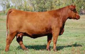 She is a maternal sister to Red Lazy MC CC Detour 2W and Red Lazy MC Forum 223Y, two young sires that are making their mark worldwide.