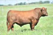 59X is our top Redman daughter and is a moderated framed, wedge shaped, great footed young cow. Her first son was an easy fleshing, thick made New Attraction 10Y son now working for Niwa Ranching.