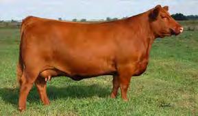 59 Package of 3 embryos Red Lazy MC Lady 17Y x Red Lazy MC Spyder 149A 17Y was the 2013 UFA Youth Supreme Quest Champion and the 2013 Canadian National Show Reserve Champion Female along with