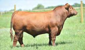 Her bull calf at side, Red Lazy MC Ropeburn 104A, was a $12,500 top selling young sire in our 2014 Signature Series bull sale, to Brian Smith, Idaho.