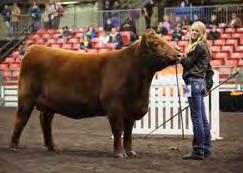 He was the undefeated Junior Bull calf champion at all the shows, including the Canadian National Show, Farmfair.
