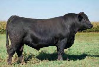 l o n g y e a r l i n g b u l l s New for 2013 is the selection of long yearling, virgin bulls.