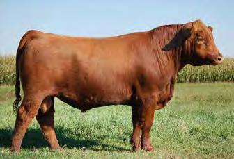 We hope to make this an annual group of top end aged bulls that will please even the most discriminating cattleman. 60 Red Lazy MC Forum 117A CBM 117A Feb.