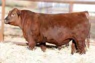SSS Staunch 61Y Service sire to Dayment Ranch heifers Red SSS