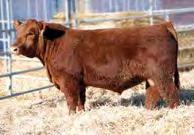 and click sign up. Red Lazy MC General 9Z Service sire to C.O.