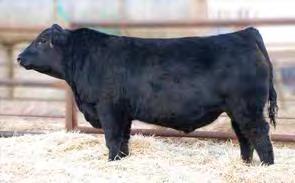 Sired by Duff New Attraction and backed by the dam to Red Lazy MC Stout 30S; the sire of Cowboy Cut 26U and Stout 107U. Unique outcross genetics we re excited to have in our program.