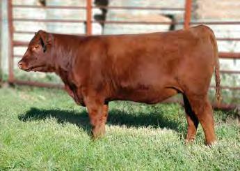 329Z, a top seller from our 2013 spring bull sale that went to Kevin Burke in NE. Solutions ability to consistently sire extra length, capacity and super front ends has impressed.