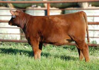 168B s dam, 50M is a never miss cow at 12 years of age from the famed Jinny cow family at South View Ranch. BW 1.7 WW 52 YW 77 M 15 TM 42 REA 0.12 MARB 0.45 FAT 0.