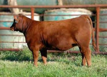 MISS STOCKY 803U This Soldier daughter s balanced profile combined with the extra top, hip and rib she possesses only enhances her
