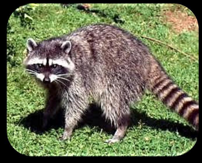 Raccoons are found throughout PA, most often near sources of water (lakes, streams, etc.