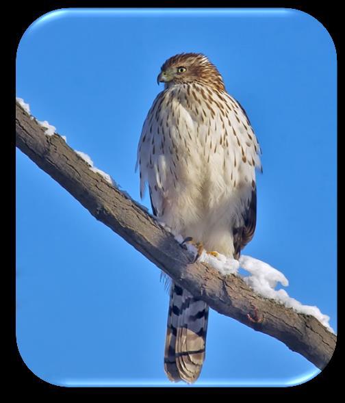 COOPER S HAWK: Distinguished from Sharp-shinned hawk by its longer, rounded tail & larger head. A member of the Accipiter family of hawks. They prey largely on songbirds & some small mammals.