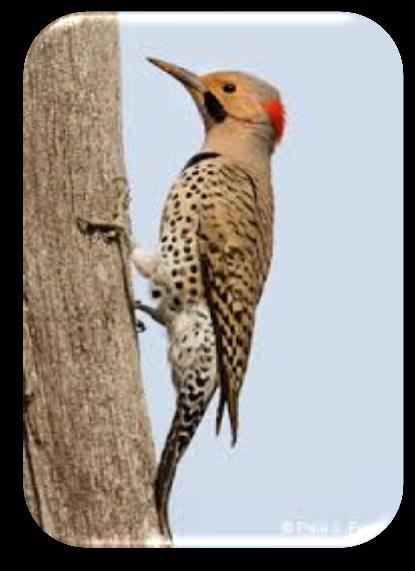 NORTHERN FLICKER: The Northern Flicker is a large, brown woodpecker with a black-scalloped plumage.