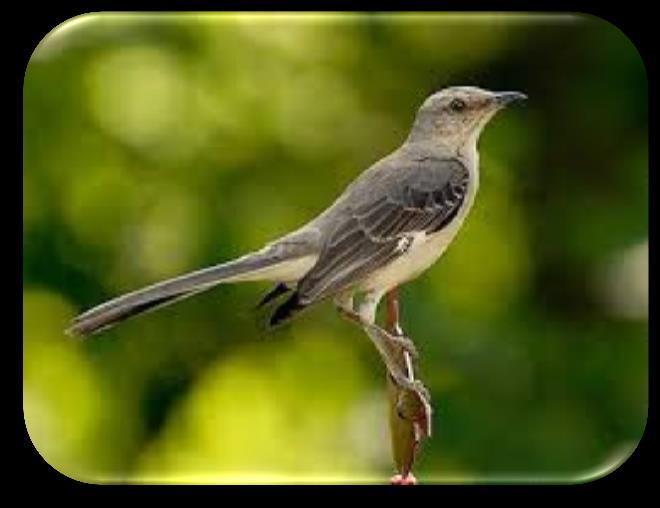strategy. NORTHERN MOCKINGBIRD: White wing patches flash in flight. Calls are a mixture of original and imitative phrases, each repeated several times. Found in a variety of habitats, including towns.
