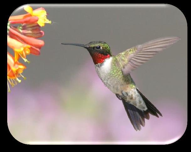 RUBY-THROATED HUMMINGBIRD: The only breeding hummingbird east of the Mississippi River. Eats flower nectar, insects, spiders, sap from sap-sucker-drilled holes. Comes to hummingbird feeders.