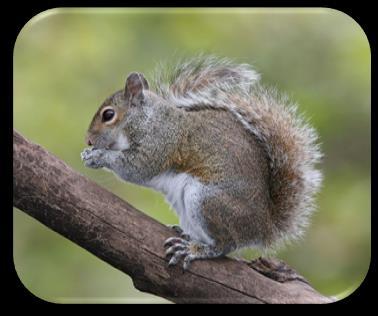 WILDLIFE STUDY GUIDE BACKYARD MAMMALS: GRAY SQUIRREL: Pennsylvania s most common squirrel. Adults weigh 1 to 1.5 lbs. and are 18 to 20 long; about half this length is a broad, bushy tail.
