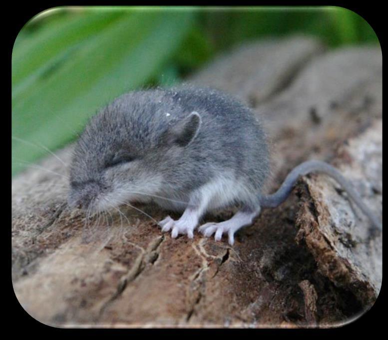 WHITE-FOOTED MOUSE: Found statewide, this handsome nocturnal mouse may be the most abundant rodent in Pennsylvania. The coat is reddish brown above, white on the belly and feet.