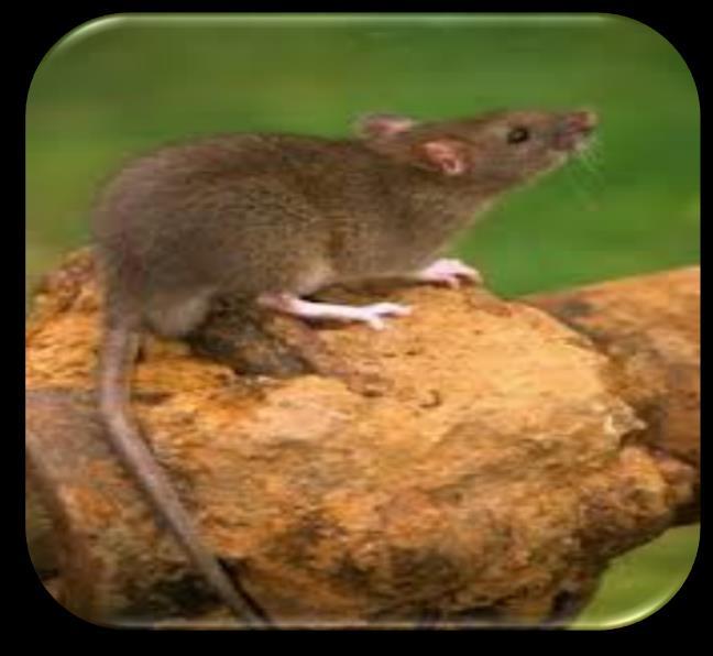 They do not dig burrows but use the runways of other small mammals. This mouse is very agile and can climb trees. White-footed mice consume about a third of their bodyweight daily.