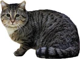 FERAL HOUSE CAT: Domestic cats originated from the European and African Wild Cat. The domestic cat is now considered a separate species.