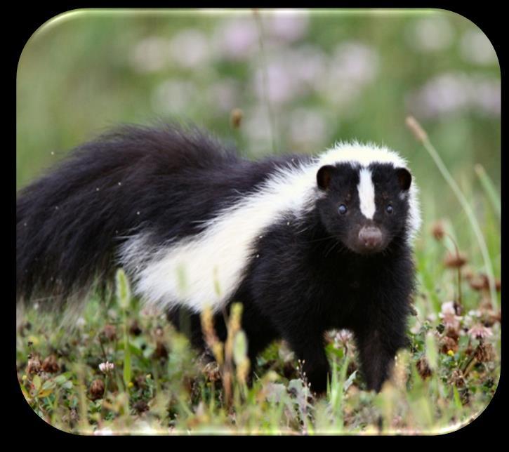 STRIPED SKUNK: The striped skunk belongs to the mustelid family, which includes weasels, minks, and otters. Widespread, the striped skunk is found on all of the lower 48 states.