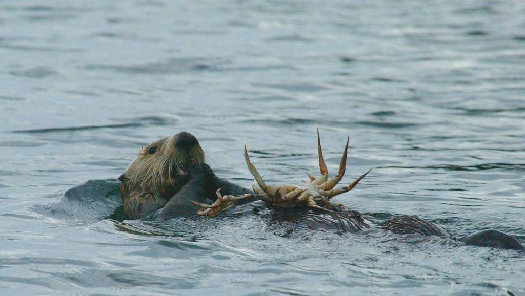 Recovery of the sea otter population and conflicts