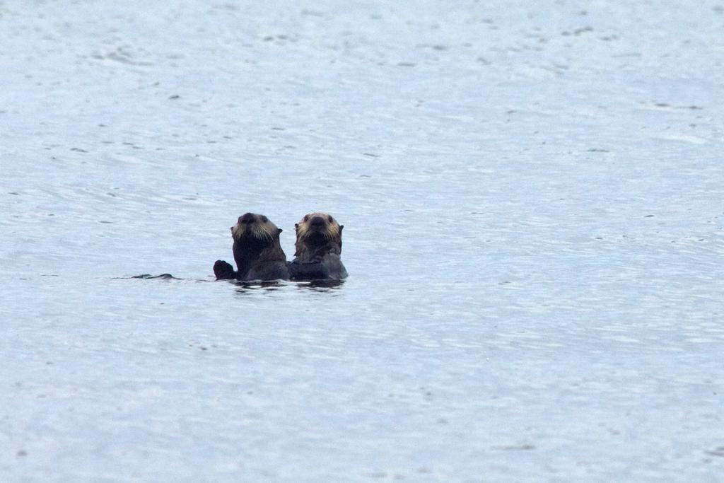 If so, we would like to interview you Current information on how the sea otter population has expanded in southern Southeast Alaska is limited