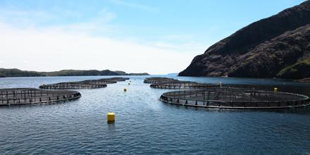Annual Compliance Report - 2015 on the Code of Containment for the Culture of Salmonids in Newfoundland and
