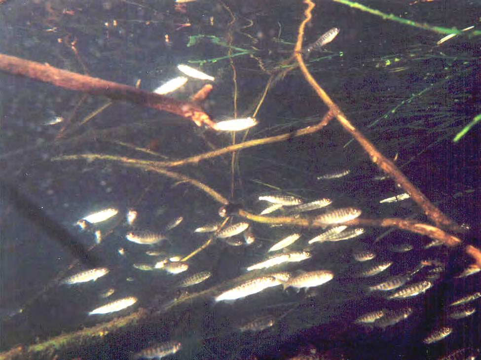 FIGURE 43. Photo of a group of juvenile Chinook salmon within a overhanging vegetation/small woody debris (OHV/SWD) structure, March 27, 2003.