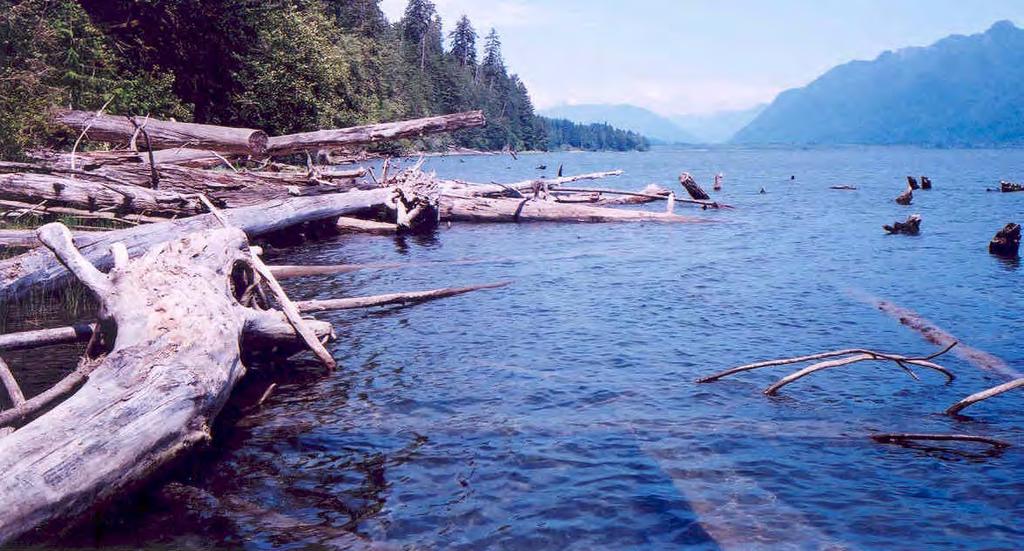 FIGURE 45. Photos of large woody debris habitat (upper photo) and emergent vegetation habitat (lower photo) of Lake Quinault.