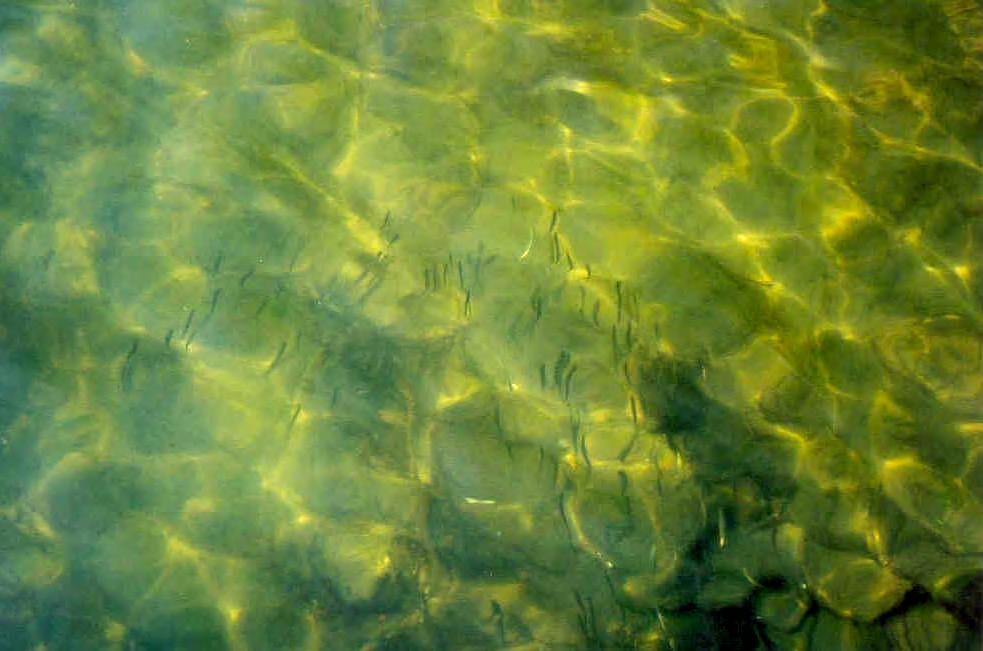 FIGURE 52. Photo of a group of juvenile Chinook salmon moving along the shore at McClellan Pier, Lake Washington, June 2003. Water depth at this location was about 1.7 to 2 m deep.