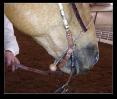 hackamore (bosal) is permitted on a horse of any age, and at any level.