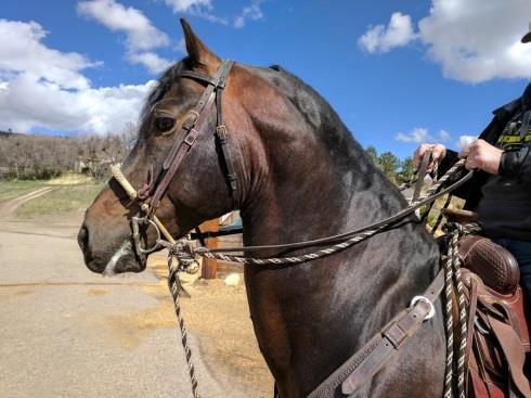 A two-rein bridle is a bridle and bit, snaffle or curb ridden over a full or pencil bosal or bosalita.