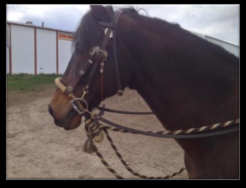 Split Reins: When using a CURB BIT with SPLIT REINS and a pencil bosal or bosalita, the rider can ride with all reins in one hand,
