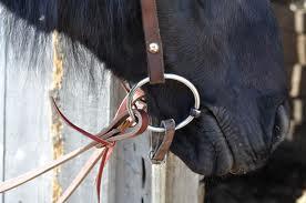 At left is snaffle bit with bit hobble correctly placed