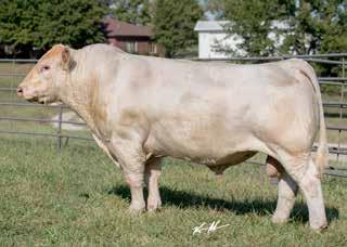 This is another female that is bred to M6 Comfort Zone 227. LT Ledger 0332 P Lot 22 Ref.