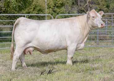 52 Bred AI on 4-6-17 to WC Everest 4048 P PE from 4-25-17 to 6-10-17 to WC Total Rush 3044 P Her sire was a National Champion, her dam is a maternal sister to a National Champion (WC Kendall 5173 P