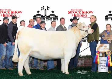 Once again you get a calf with the Rushmore blood in it no matter what, WC Everest and WC Total Rush are Rushmore sons.