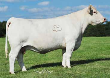 7 Bred AI on 4-6-17 to WC Everest 4048 P PE from 4-25-17 to 6-10-17 to WC Total Rush 3044 P A full sister sold in last year s female