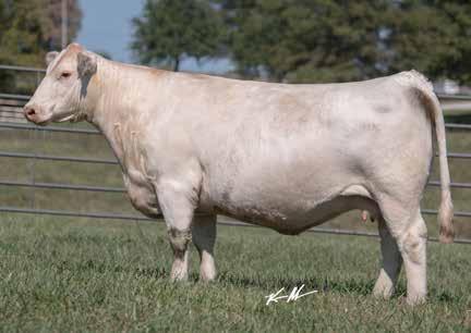 71 Bred AI on 3-30-17 to WC Milestone 5223 P PE from 4-20-17 to 6-10-17 to WC Milestone 5223 P This one is the natural born daughter out of one of our most dependable donors ever SCC Miss 3027, who s