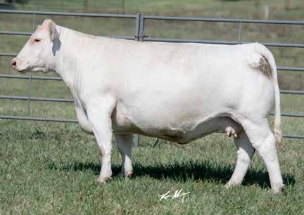 98 Bred AI on 3-30-17 to WC Milestone 5223 P PE from 4-20-17 to 6-10-17 to WC Paramount 4120 P ET This good cow is a maternal sister to the $37,000 WC Kourtney 5282, the AICA Show Heifer of the Year!