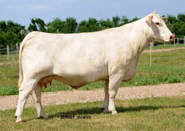 89 Bred AI on 3-30-17 to WC Monumental 5524 P PE from 4-20-17 to 6-10-17 to WC Paramount 4120 P ET You ll like the udder on this one when she calves out for you.