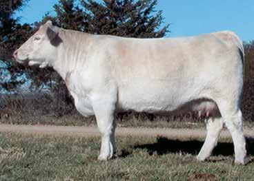 22 PE from 4-20-17 to 6-10-17 to WC Paramount 4120 P ET Another great daughter of Miss Marion and out of WC Big Ben 9036 that has done a great job across the country with semen sales.