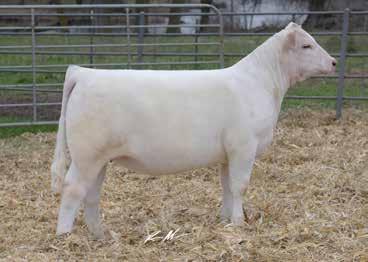7 0.8 28 39 10 5.8 24 1.1 179.54 Lot 45A- Polled heifer calf, born 9-9-17, BW: 75 lbs.