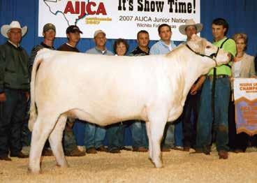 This female is an awesome built cow that gets the job done and would work in both the purebred and club calf programs.