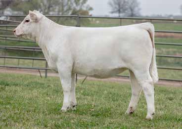 24 Lot 47A- Polled heifer calf, born 9-9-17, BW: 75 lbs.