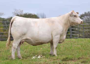 Mark Satterfield bought a full sister from us as a bred heifer and a couple of years later sold one-half interest for $11,000 to Jess Taylor in Nebraska in a