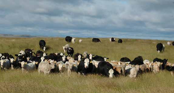 Selling 50 head of Maternal Replacement Solutions Premium Heifer Sourcing Program Bred Heifers: All of these 50 head are black baldy bred heifers.