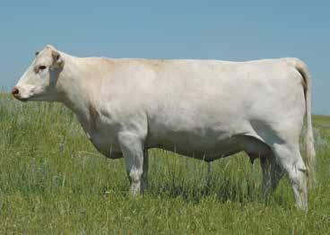 and take 100%! If the buyer exercises that option, Wright Charolais will retain one successful flush.