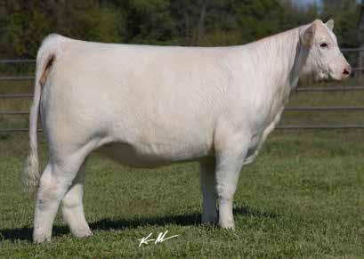 68 Lot 3 These next two full sisters are equally as exciting as any of their full sisters that have walked through the Wright Charolais sale ring and the