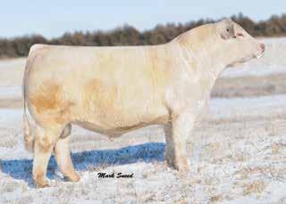 Her name was WC CCC Mercedes 3255 P ET and was purchased from Wright Charolais and Cody Cattle Company by JVS Cattle Co., Sulphur, Louisiana.